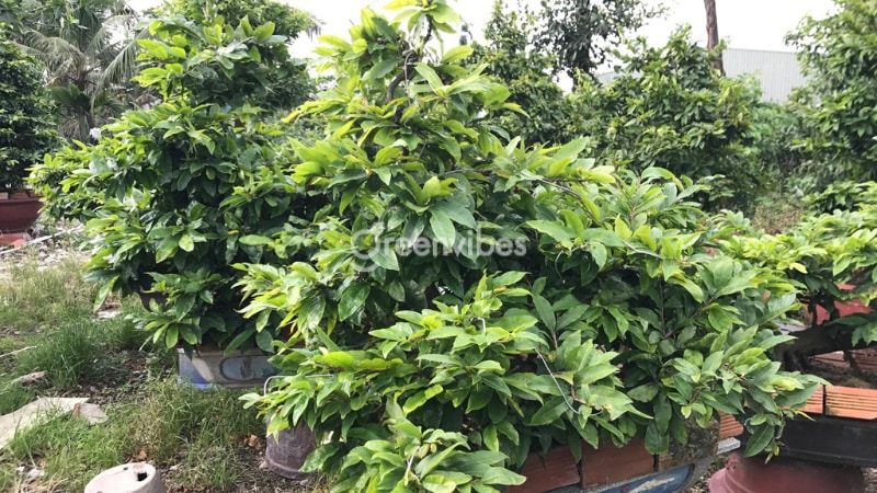 biểu hiện cây mai bị úng nước cách nhận biết cây mai bị dư nước - Caycoi.net