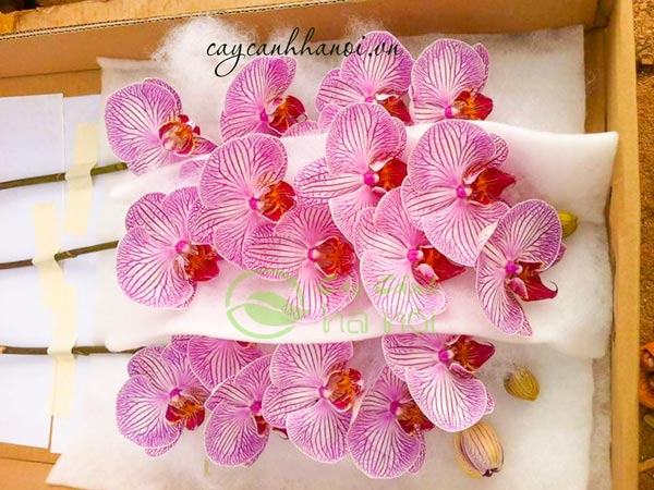 nhap-mat-hang-hoa-lan-ho-diep-tai-ha-noi Nhập mặt hàng hoa lan hồ diệp tại Hà Nội