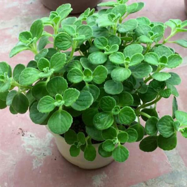 Cây Nhất Mạt Hương hợp với người tuổi Hợi nhat-mat-huong-tuoi-hoi.jpg