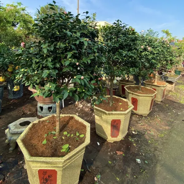 Những tác dụng của cây hoa trà my ngũ sắc có thể bạn chưa biết