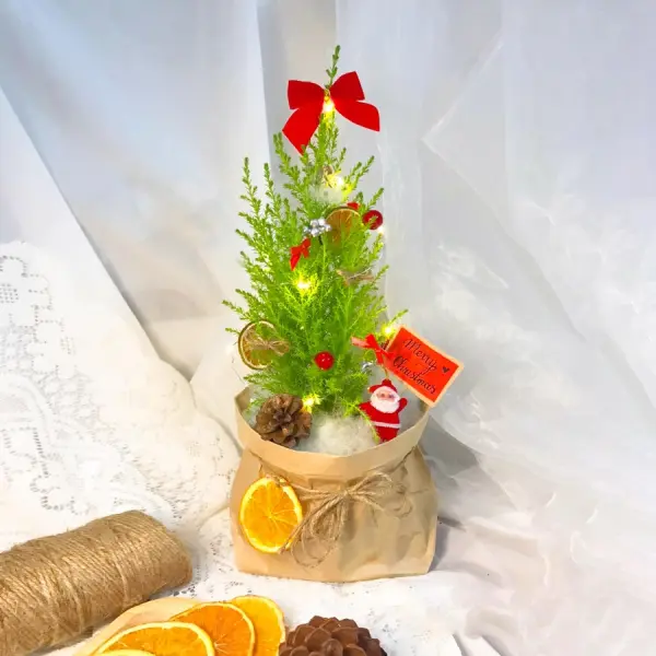 Những tác dụng của cây tùng thơm