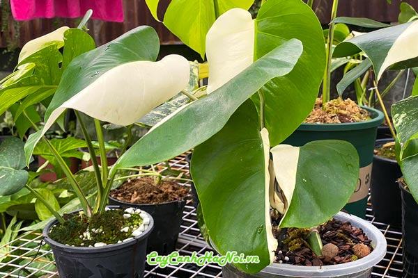 Nhu cầu ánh sáng của cây trầu bà Monstera đột biến