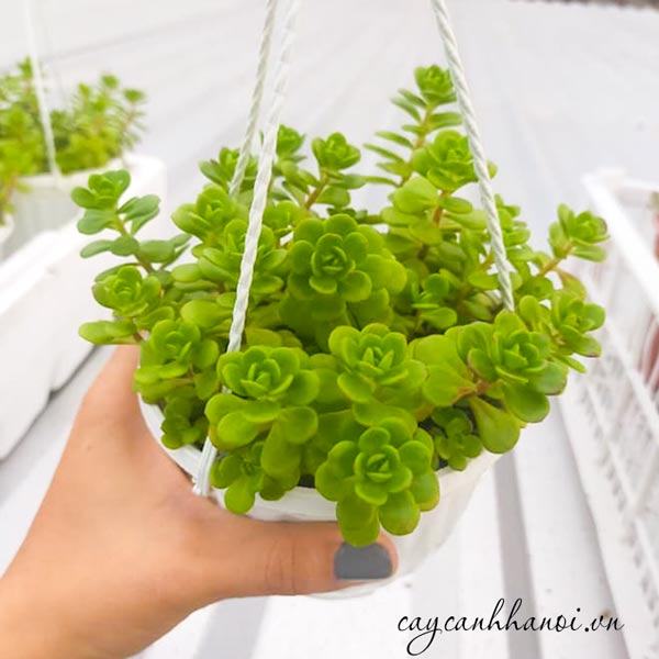 Nhu cầu ánh sáng sen đá sedum hoa hồng phápp