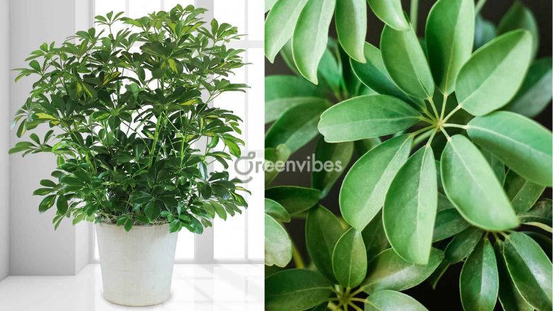 nhung-cay-kieng-ky-trong-truoc-nha-11 Nên trồng cây gì trước nhà - Caycoi.net