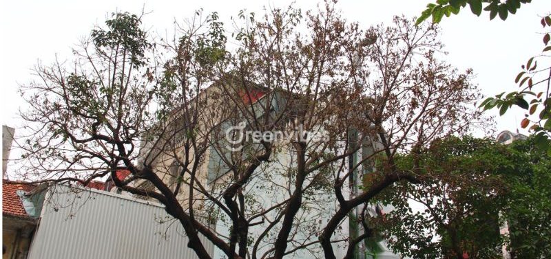 nhung-cay-kieng-ky-trong-truoc-nha-12-e1694747883884 Cây kiêng trị trồng trước nhà - Caycoi.net