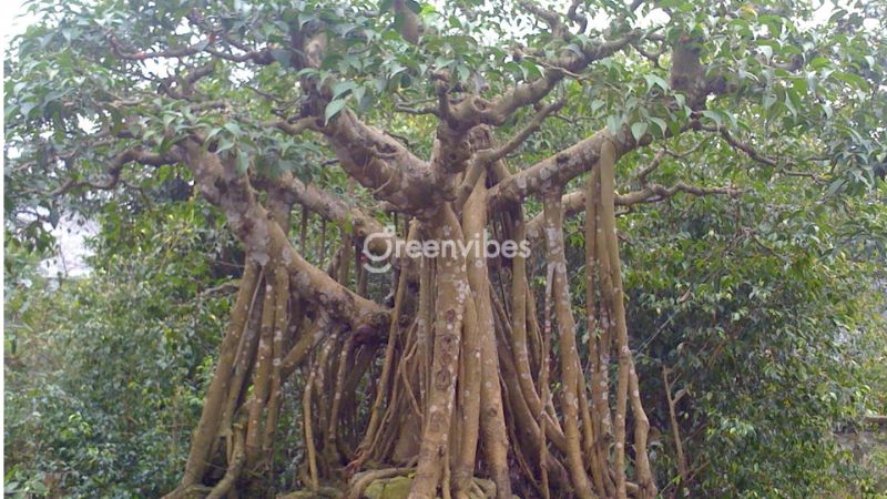 nhung-cay-kieng-ky-trong-truoc-nha-2 Cây không thích hợp trồng trước nhà - Caycoi.net