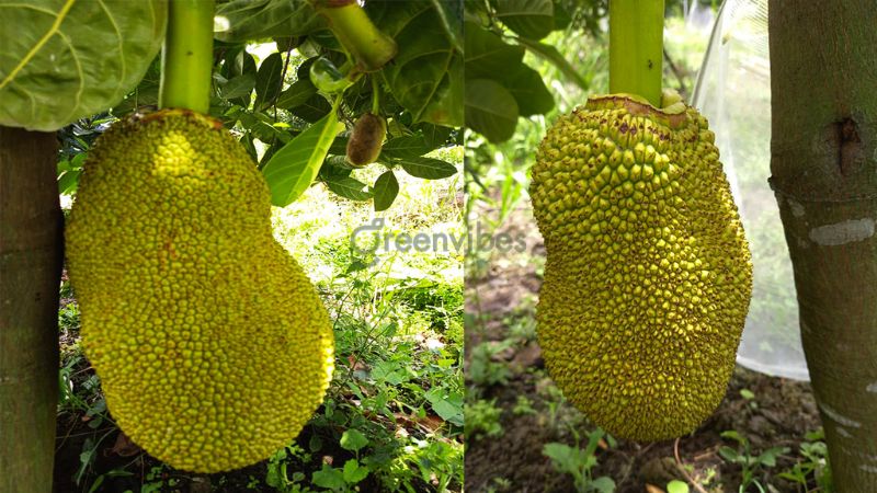 nhung-cay-kieng-ky-trong-truoc-nha-5 Cây không nên trồng trước nhà - Caycoi.net