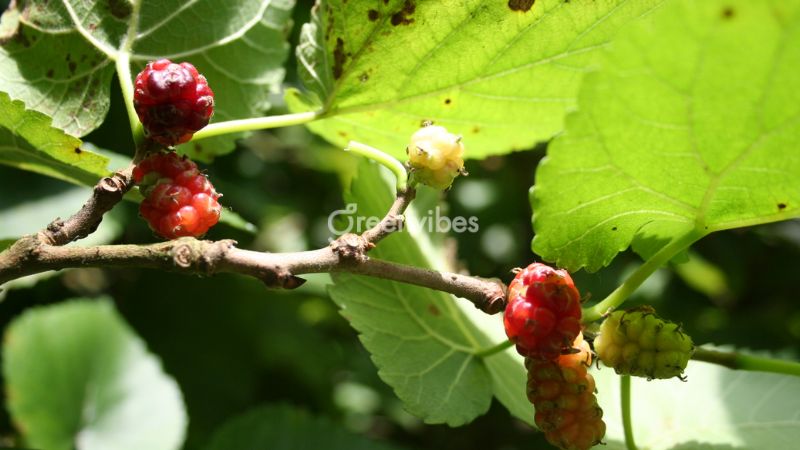nhung-cay-kieng-ky-trong-truoc-nha-6 Không nên trồng cây gì trước nhà - Caycoi.net