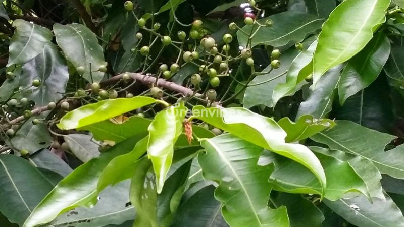 nhung-cay-kieng-ky-trong-truoc-nha-7 Cây tránh trồng trước nahf - Caycoi.net