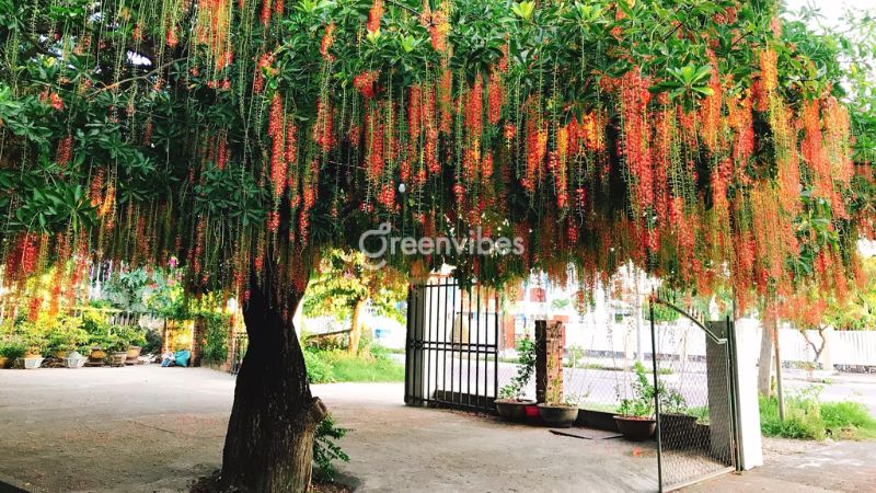 nhung-cay-kieng-ky-trong-truoc-nha-8 Cây nên trồng trước nhà - Caycoi.net