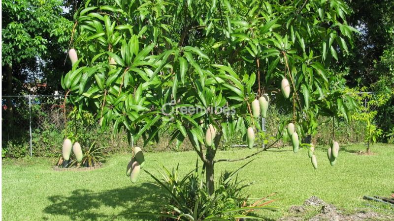 nhung-cay-kieng-ky-trong-truoc-nha-9 Cây nên trồng trước nhà - Caycoi.net