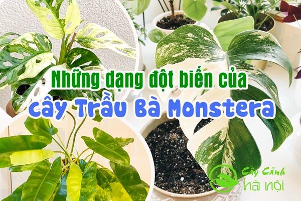 Những dạng đột biến của cây trầu bà Monstera