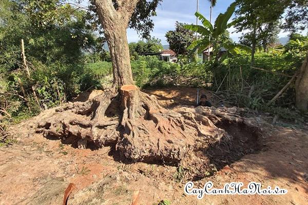 Những lưu ý khi bứng chuyển cây to