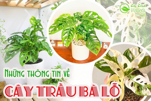 Tổng hợp những thông tin về cây trầu bà lỗ