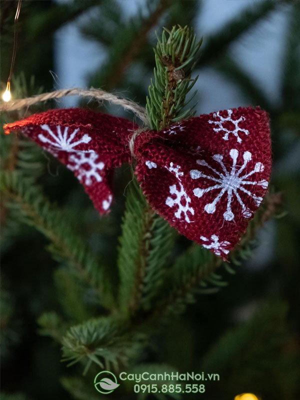 Nơi trang trí cây thông noel