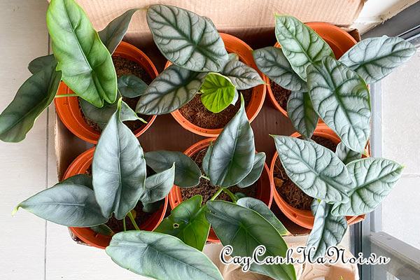 Nơi bán cây Alocasia tại Hà Nội