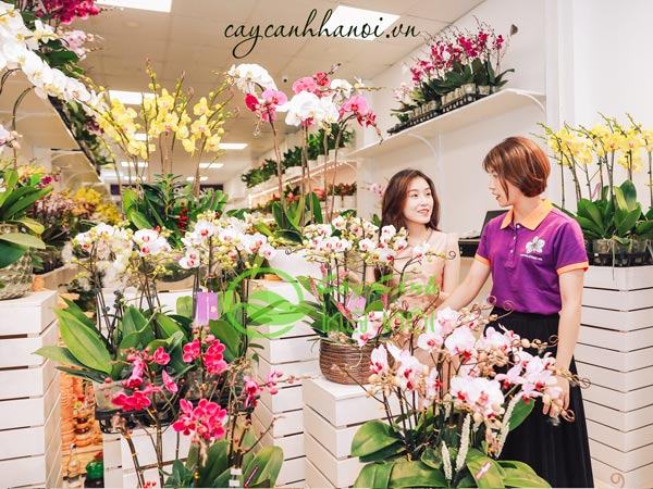 noi-ban-hoa-lan-ho-diep-da-lat-tai-ha-noi-3 Nơi bán hoa lan hồ điệp Đà Lạt tại Hà Nội