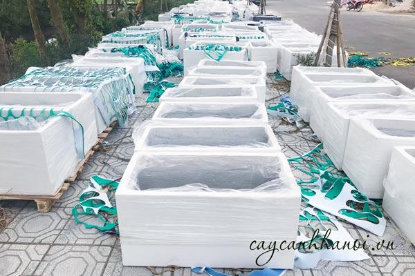 Cây cảnh Hà Nội cung cấp chậu đá mài uy tín chất lượng