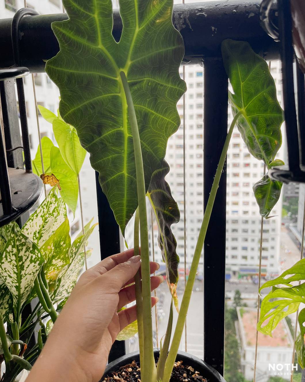 noth-1 bạn cây môn tím