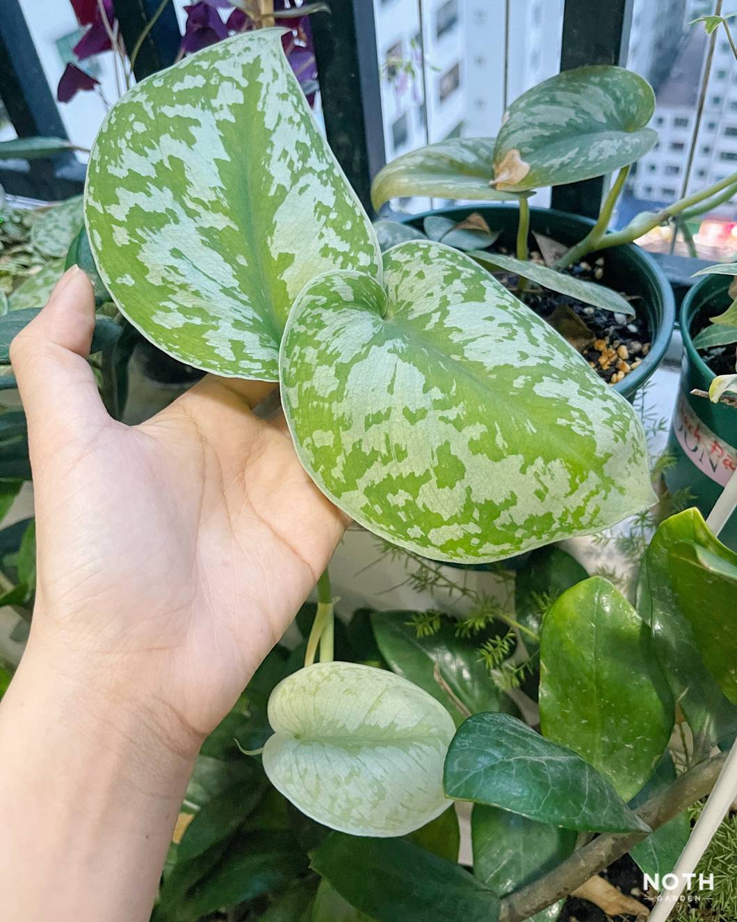 noth-2 bạn cây trầu lụa