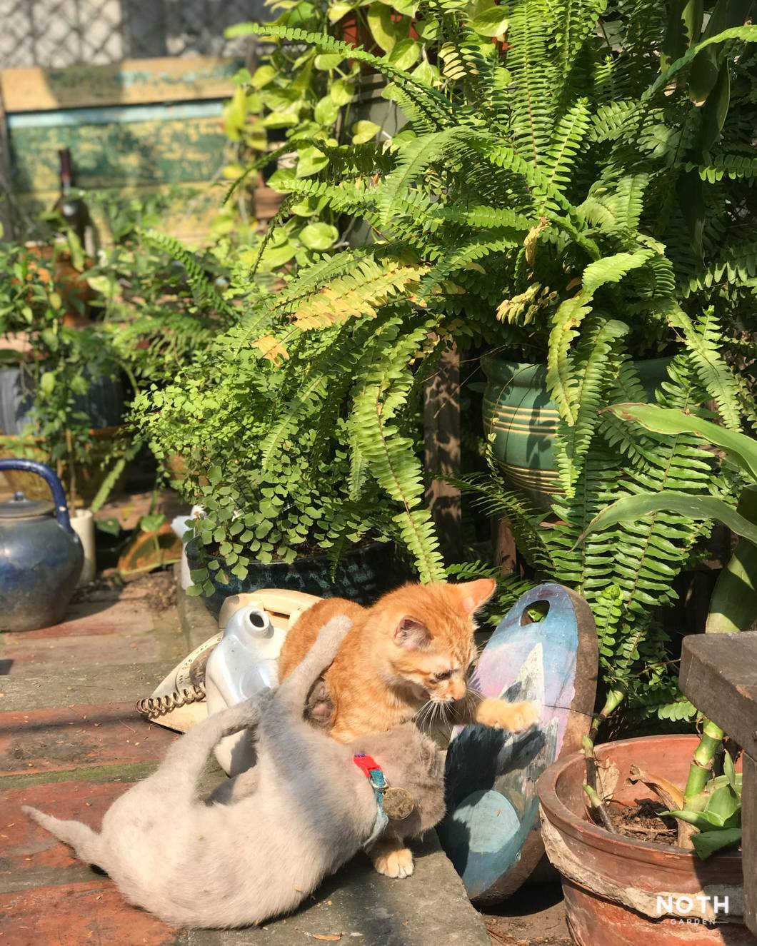 noth-4 mèo và cây là bạn