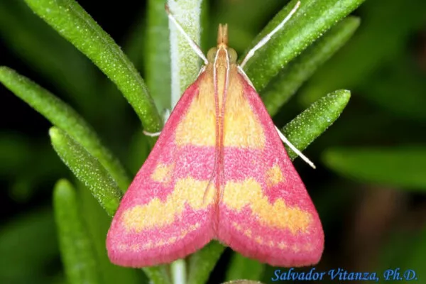 noth-garden-blog-benh-thuong-gap-o-huong-thao-rosemary-va-thuoc-giai-21-e1628581391796 Bướm tím trưởng thành - Purple Mint Moth adult