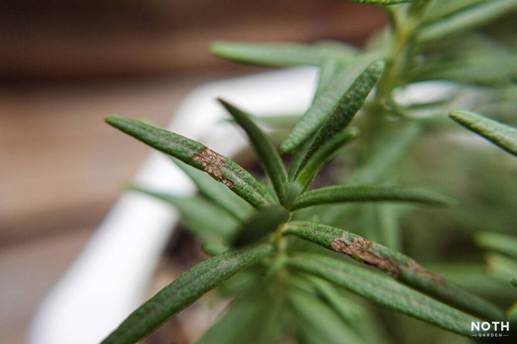 noth-garden-blog-benh-thuong-gap-o-huong-thao-rosemary-va-thuoc-giai-22-1024x683-1 Hương thảo Rosemary bị sâu ăn