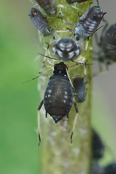 noth-garden-blog-benh-thuong-gap-o-huong-thao-rosemary-va-thuoc-giai-28 Rệp vừng đen- Black Aphids