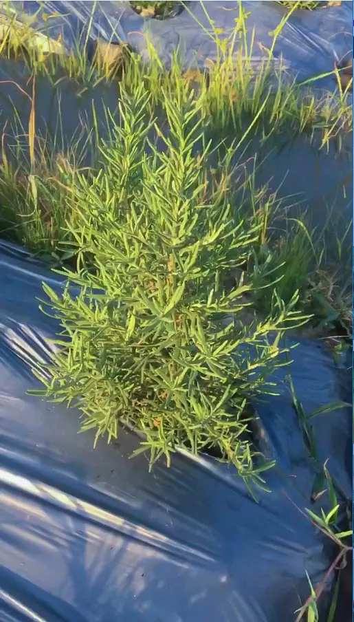 noth-garden-blog-cach-cham-soc-huong-thao-rosemary-noi-do-thi-xu-nong-06 Hương thảo Rosemary