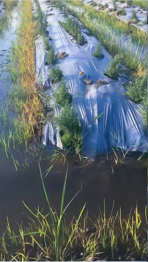 noth-garden-blog-cach-cham-soc-huong-thao-rosemary-noi-do-thi-xu-nong-07 Hương thảo Rosemary