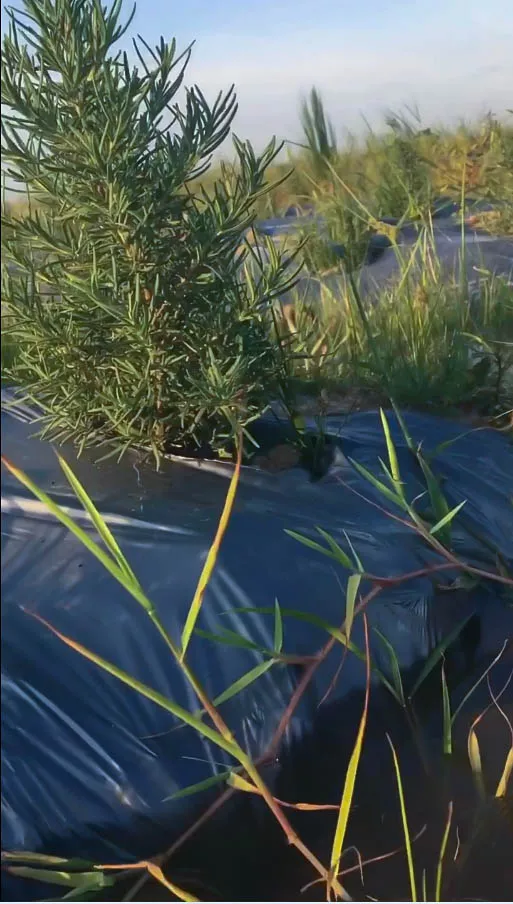 noth-garden-blog-cach-cham-soc-huong-thao-rosemary-noi-do-thi-xu-nong-08 Hương thảo Rosemary