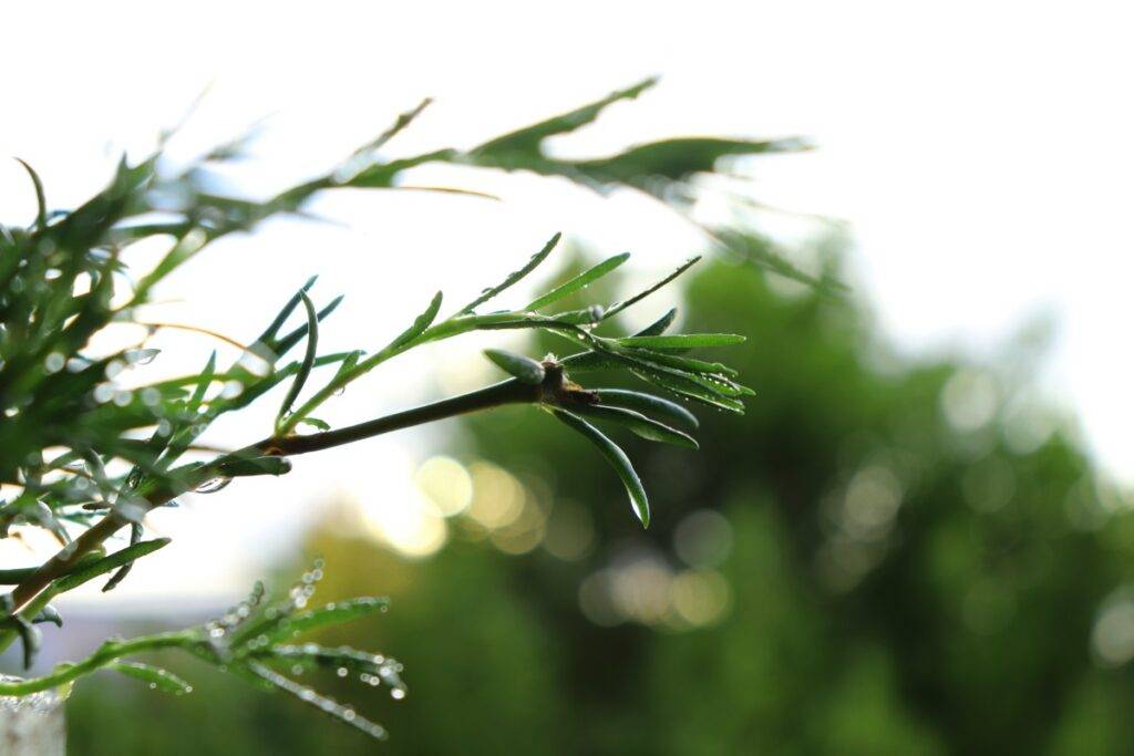 noth-garden-blog-cach-cham-soc-huong-thao-rosemary-noi-do-thi-xu-nong-15-1024x683-1 Hương thảo Rosemary