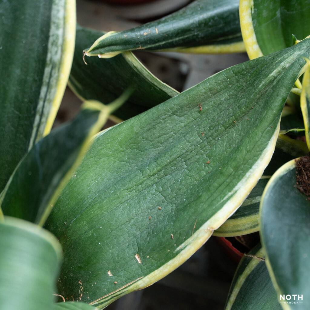noth-garden-blog-cach-khong-cham-luoi-ho-01-1024x1024-2 lưỡi hổ sansevieria lá nhăn