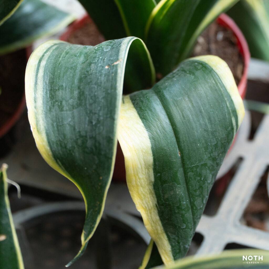 noth-garden-blog-cach-khong-cham-luoi-ho-02-1024x1024-2 lưỡi hổ sansevieria lá nhăn