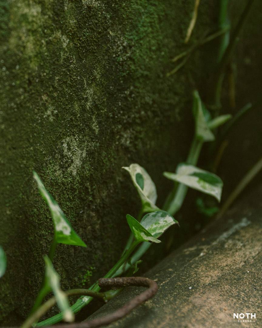 noth-garden-blog-cay-tu-dau-toi-02 n-joy pothos