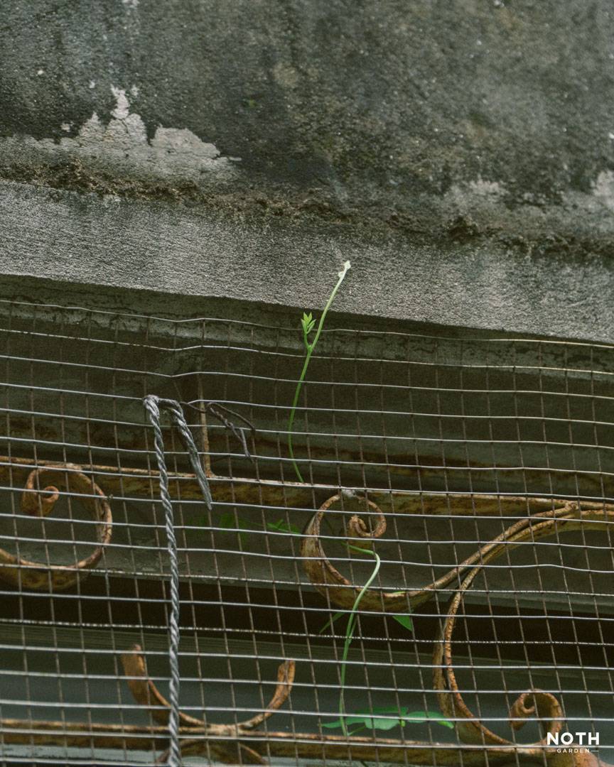 noth-garden-blog-cay-tu-dau-toi-03