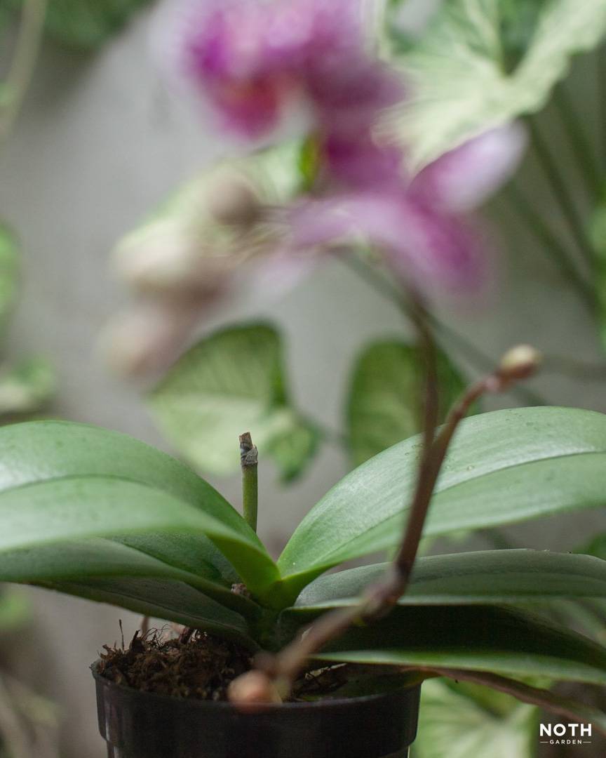 noth-garden-blog-choi-lan-kieu-nguoi-luoi-14