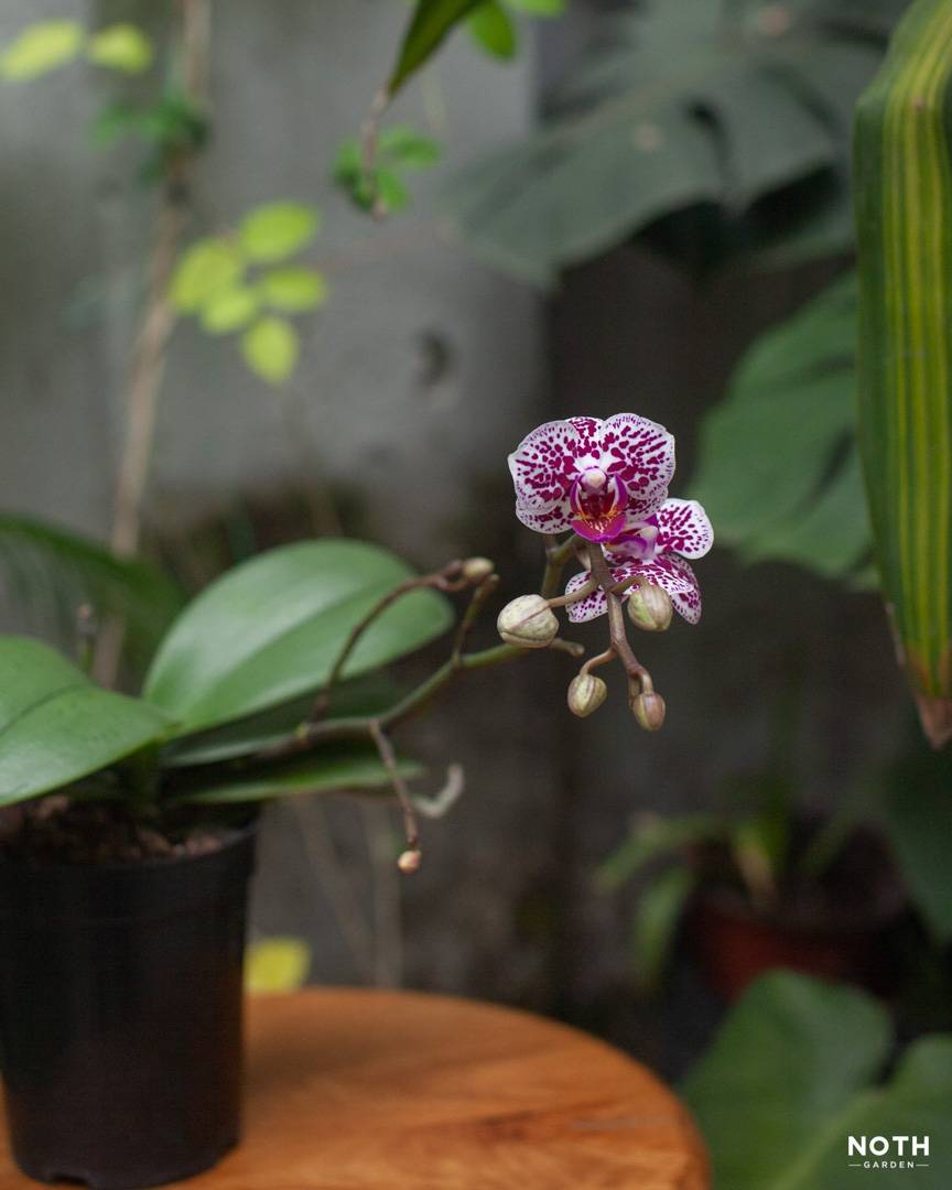 noth-garden-blog-choi-lan-kieu-nguoi-luoi-15