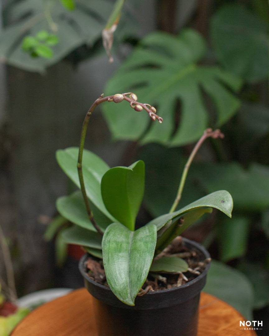 noth-garden-blog-choi-lan-kieu-nguoi-luoi-16