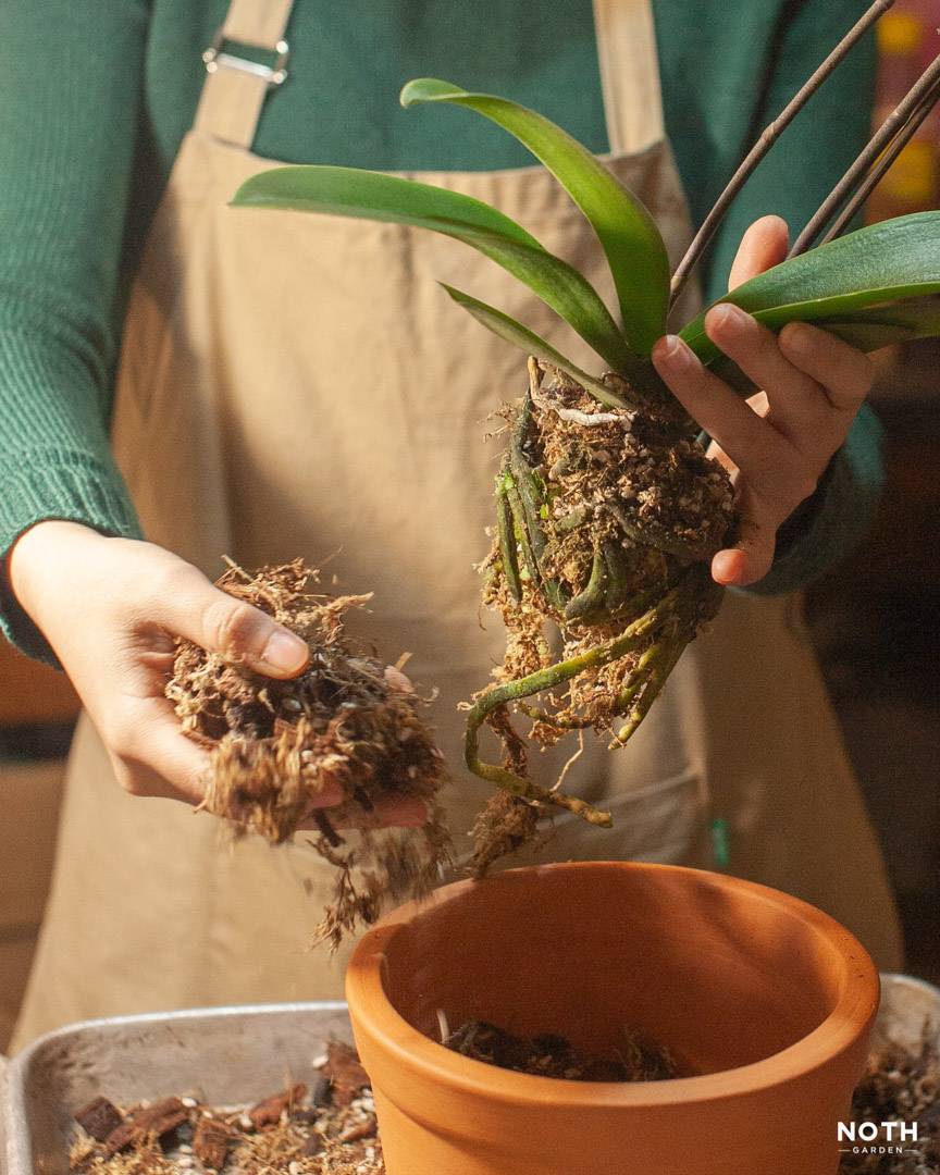 noth-garden-blog-choi-lan-kieu-nguoi-luoi-17