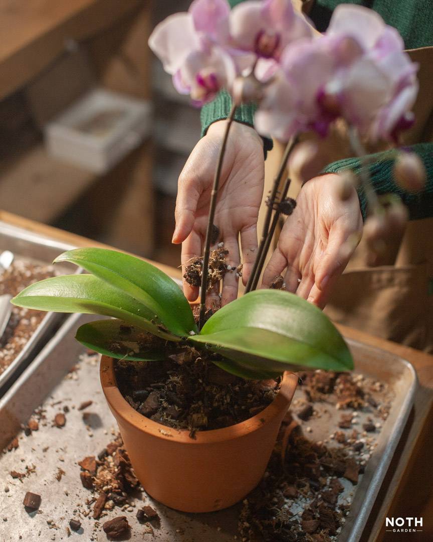 noth-garden-blog-choi-lan-kieu-nguoi-luoi-18