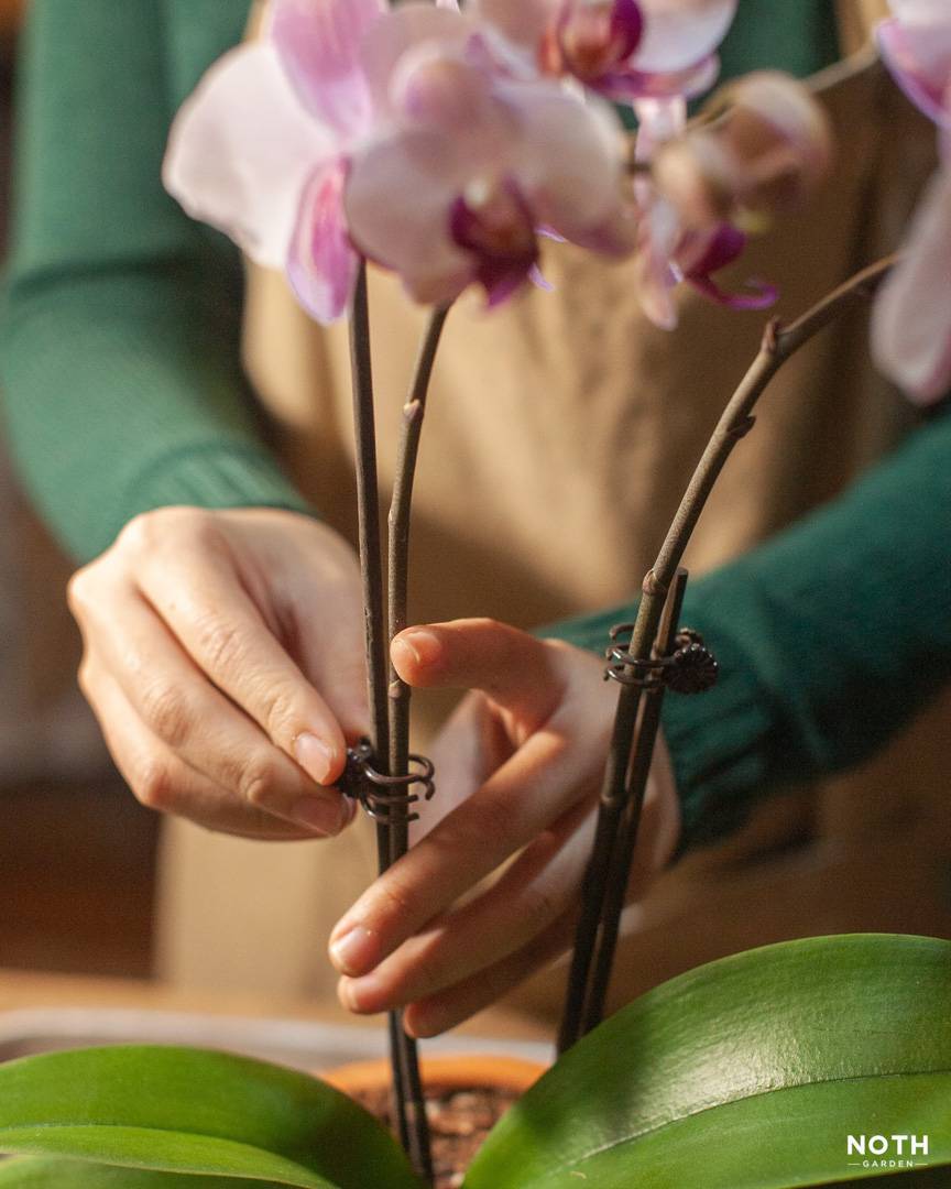 noth-garden-blog-choi-lan-kieu-nguoi-luoi-20 chỉnh sửa ngồng hoa lan