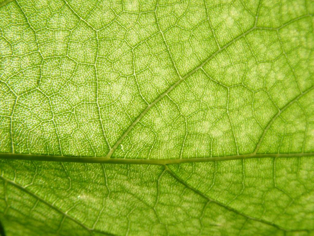 noth-garden-blog-co-ban-ve-anh-sang-khi-cham-soc-cay-nha-1 ánh sáng chiếu qua lá cây