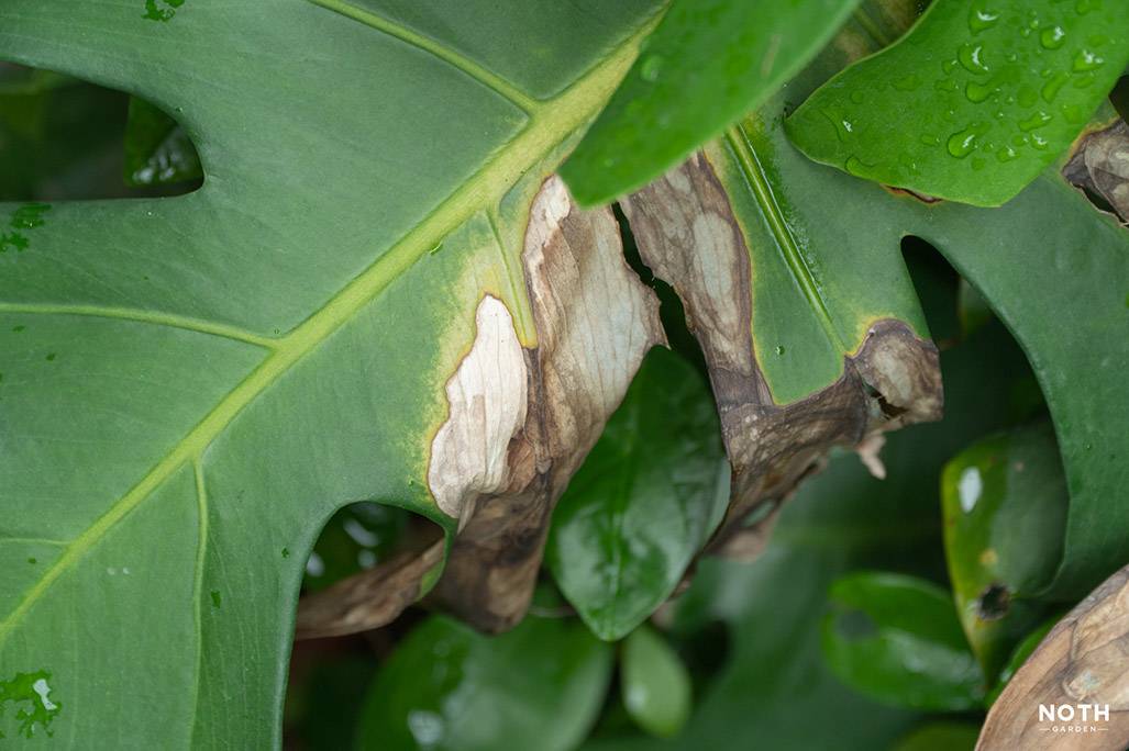 noth-garden-blog-co-ban-ve-anh-sang-khi-cham-soc-cay-nha-monstera-chay-la monstera cháy lá