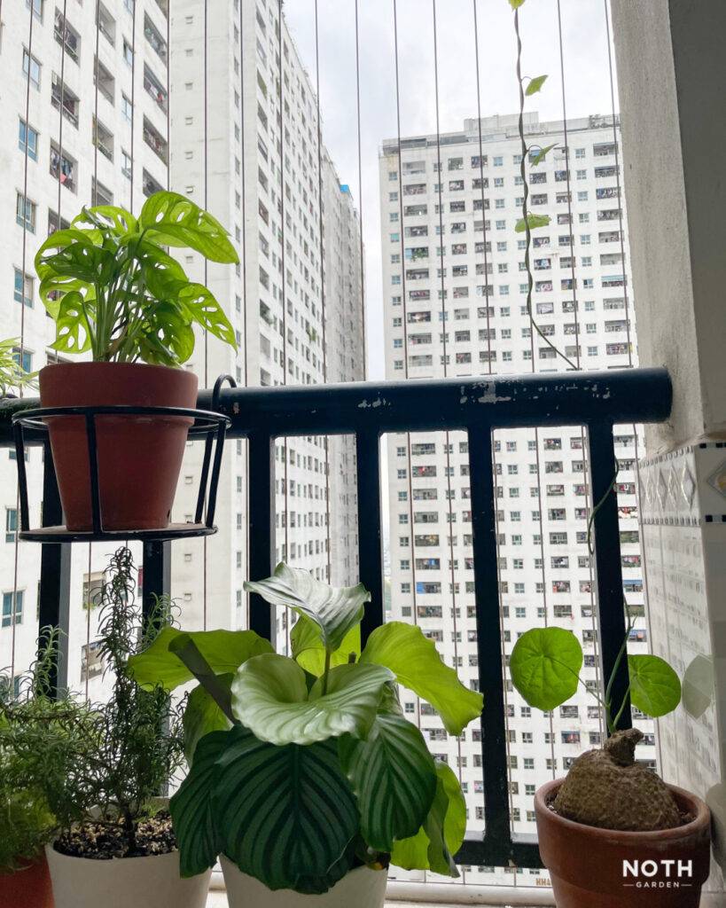 noth-garden-blog-lam-ban-voi-cay01-819x1024-1