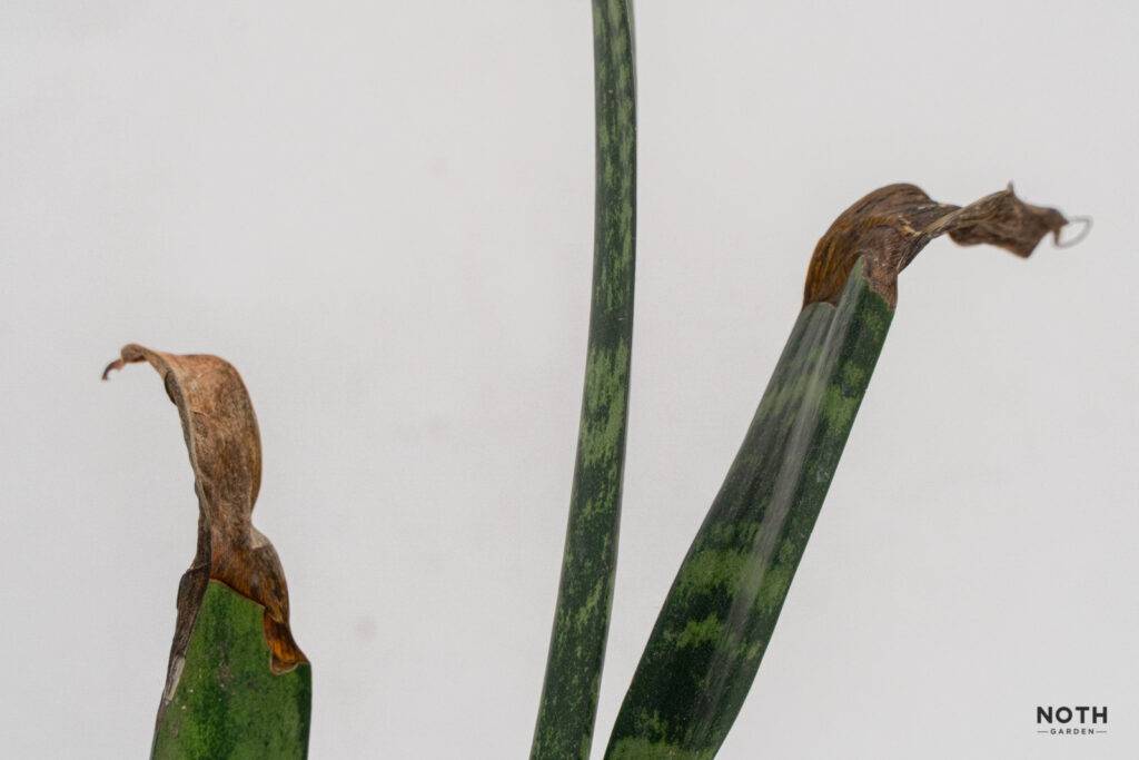 noth-garden-blog-luoi-ho-sansevieria-van-de-thuong-gap-va-cach-giai-quyet-01-1024x683-1 lưỡi hổ sansevieria