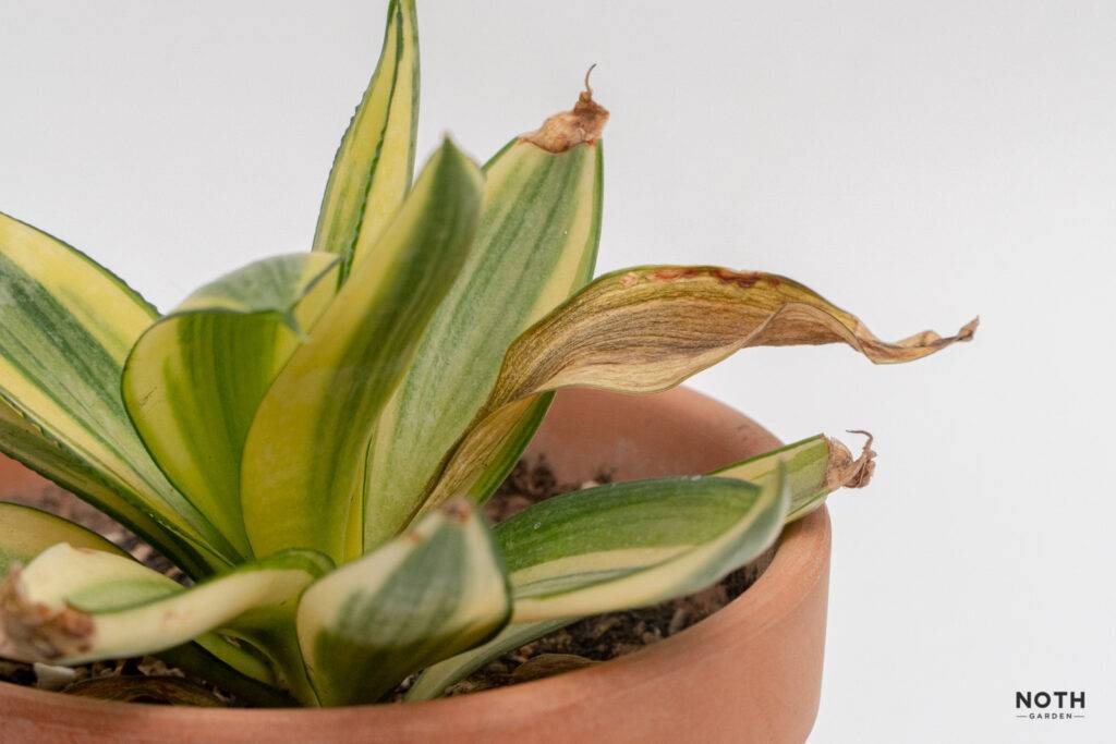 noth-garden-blog-luoi-ho-sansevieria-van-de-thuong-gap-va-cach-giai-quyet-02-1024x683-1 lưỡi hổ sansevieria