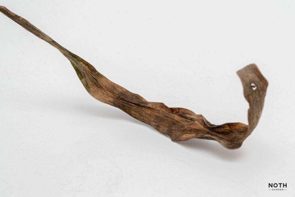 noth-garden-blog-luoi-ho-sansevieria-van-de-thuong-gap-va-cach-giai-quyet-03-1024x683-1 lưỡi hổ sansevieria