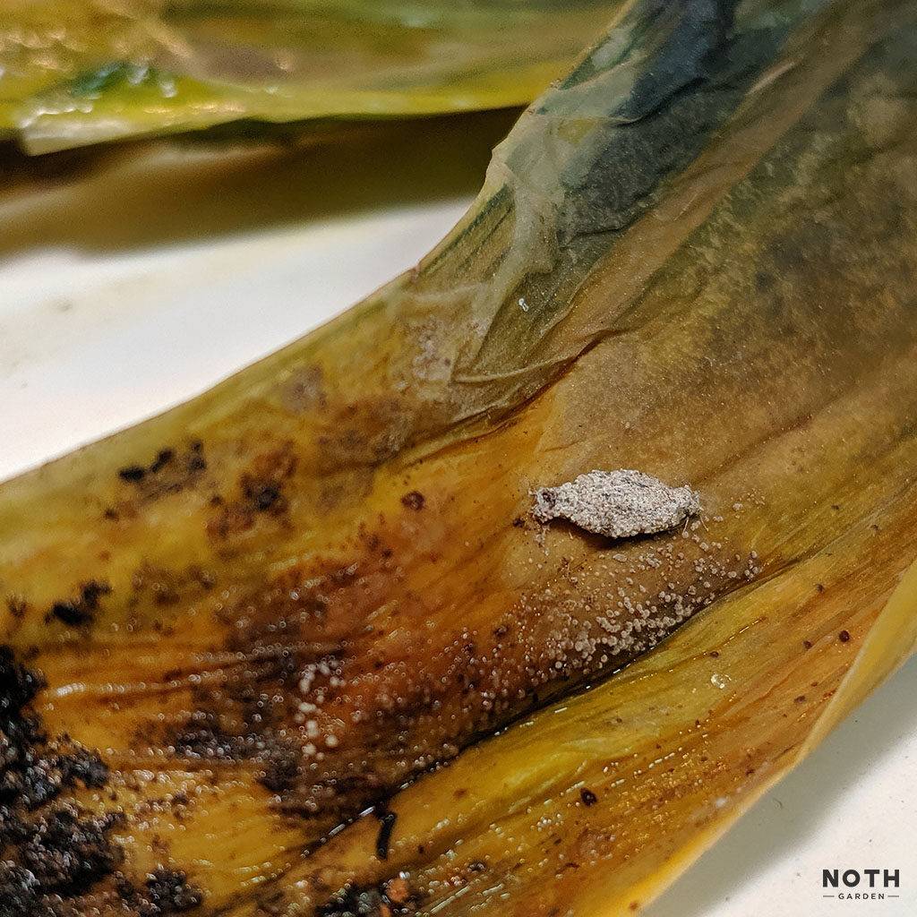 noth-garden-blog-luoi-ho-sansevieria-van-de-thuong-gap-va-cach-giai-quyet-04-1024x1024-1 lưỡi hổ sansevieria