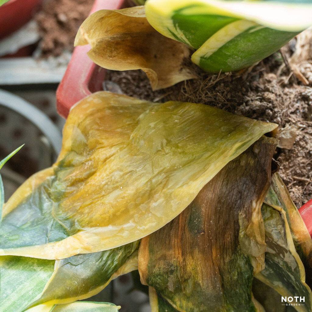 noth-garden-blog-luoi-ho-sansevieria-van-de-thuong-gap-va-cach-giai-quyet-06-1024x1024-1 lưỡi hổ sansevieria